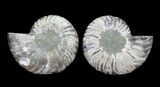 Cut & Polished Ammonite Fossil - Agatized #64977-1